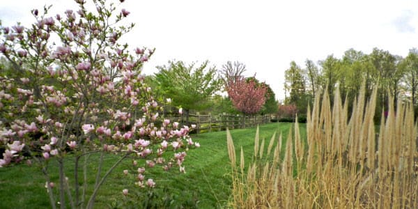 tree trimming and ornamental care spring landscaping northern virginia