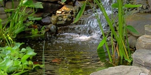 Pond water feature Herndon, VA