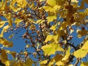 yellow fall leaves on maidenhair ginkgo biloba tree