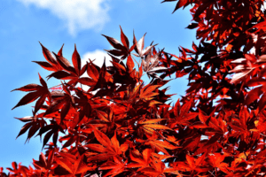 red fall maple tree leaves