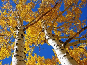 fall river birch trees with orange leaves