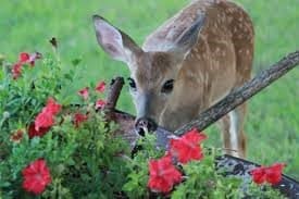 Baby Deer Smelling Spring Landscaping Flower Garden Great Falls