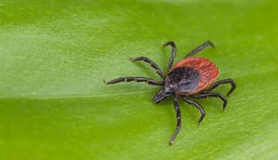 Tick and mosquito control loudoun county and fairfax Leesburg, Reston, Ashburn, Great Falls